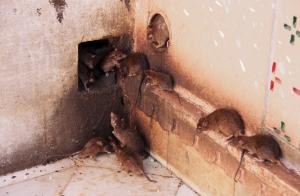 Cara mudah untuk menyingkirkan tikus dan tikus di dalam rumah.