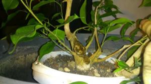 Yang terbaik pakan Ficus Benjamin. resep tradisional