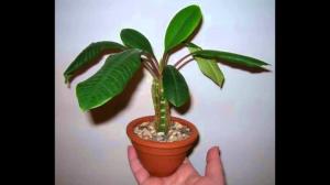 Indoor tumbuh Euphorbia dengan benar. seluk-beluk perawatan