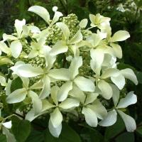 5 varietas yang tidak biasa dari Hydrangea jenis paniculata yang segera teringat