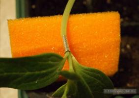 Mengapa lagenariya semangka: tanaman vaksinasi sayuran