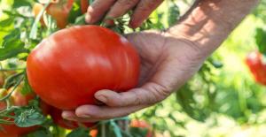 Cara menanam tomat lezat dan beraroma, dan apa yang menentukan rasa dan aroma mereka.