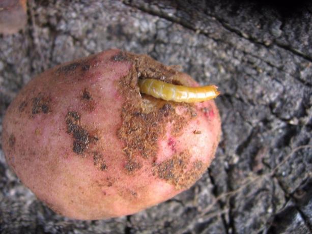 Kentang - sebuah wireworm akar favorit