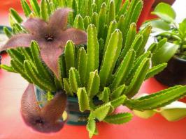 Stapelia: budidaya, perawatan dan propagasi