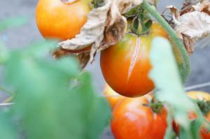 Crib penumbuh mengapa tomat pecah dan apa yang harus dilakukan