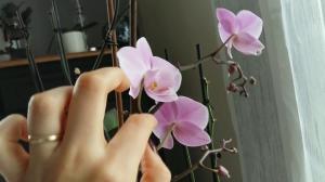 Sebagai Phalaenopsis menyerbuki di rumah. nasihat profesional