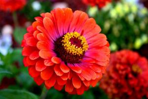 5 jenis bunga-bunga indah yang biji ditanam langsung ke kebun.