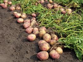 Dalam perjuangan untuk kentang besar dan lezat: perawatan dan memberi makan yang terakhir pada bulan Agustus