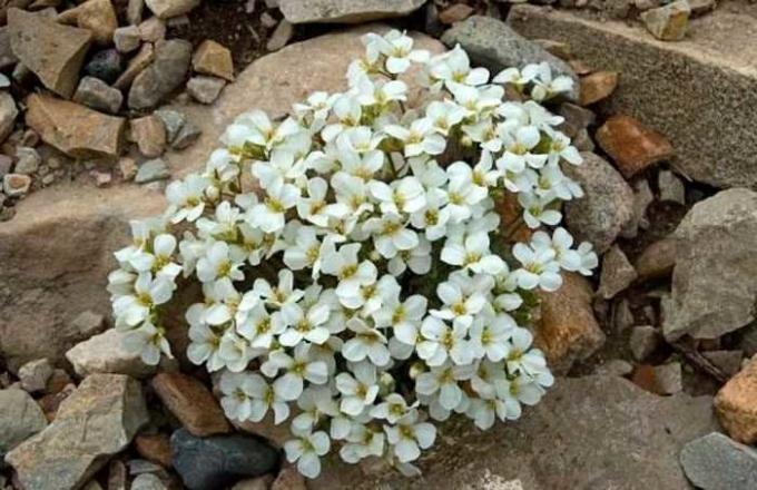 bunga putih arabisa