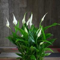 Miniatur Spathiphyllum Strauss: aturan perawatan