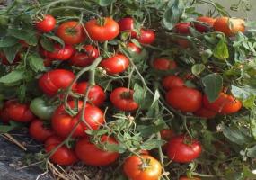 Unik tomat berbagai - Mongolia kerdil. produktivitas belum pernah terjadi sebelumnya dipuja oleh banyak tukang kebun.