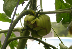 Mengapa tumbuh buah jelek tomat
