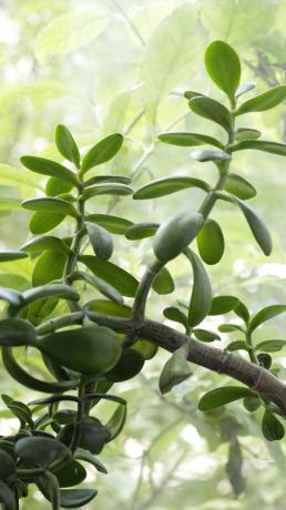 Jade berkembang pesat, dan Anda perlu untuk terus memantau proses. Untuk pohon uang cepat tumbuh, penyiraman hemat: akan meningkatkan insentif untuk menanam massa hijau, yang mempertahankan kelembaban.
