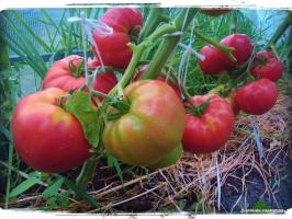 5 varietas terbaik dari tomat untuk rumah kaca dan lapangan terbuka