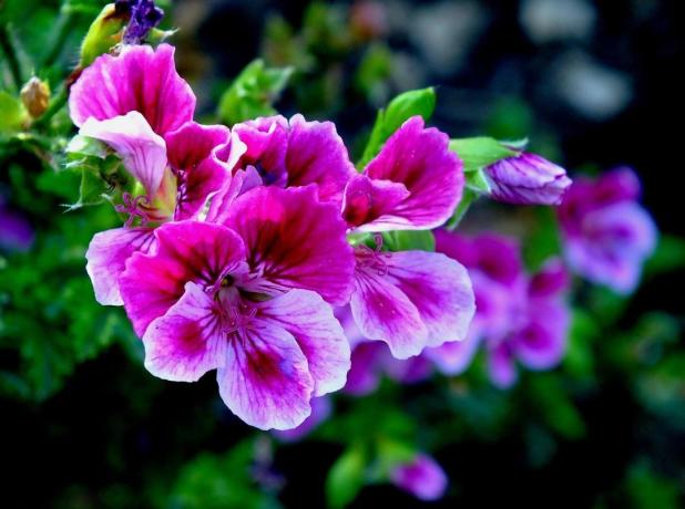 geranium ungu terlihat cerah dan spektakuler. Foto - arsip pribadi