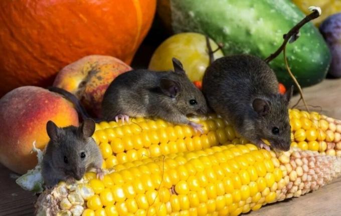 Tikus makan tanaman. Sumber foto: botanichka.ru