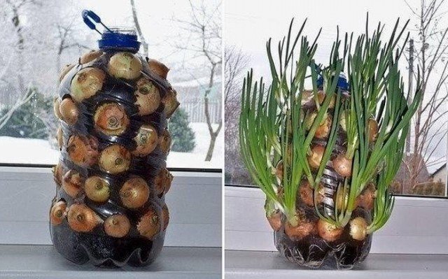 Metode unik tumbuh bawang di jendela | Berkebun & Hortikultura