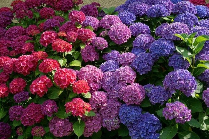Setiap tukang kebun dapat merubah warna hydrangea tanpa "pewarna", mengambil keuntungan dari sifat alami dari semak-semak
