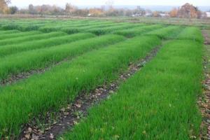 Pupuk Rye-hijau: penanaman pada musim gugur akan meningkatkan kesuburan dan memanen sayuran organik karena