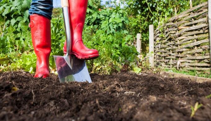 Manfaat dan bahaya menggali tanah di daerah | Berkebun & Hortikultura
