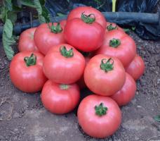 5 dari varietas manis tomat