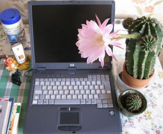 Kaktus di depan komputer. Foto dari Internet