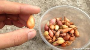 Cara menanam bawang Bawang