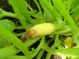 Ovarium zucchini kuning, busuk dan rontok: ⚡ apa yang harus dilakukan untuk menyelamatkan panen di kebun
