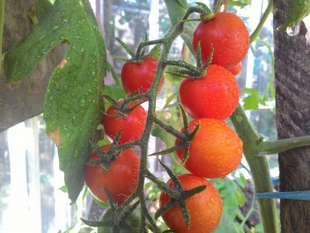 Pematangan tomat - sight untuk sakit mata! (Mojateplica.ru)