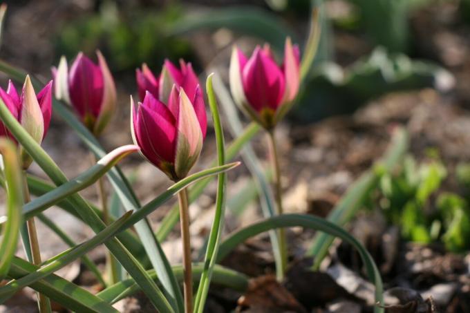 Peringatan! Low-tumbuh tulip - pengecualian. Dewasa lampu ditanam pada kedalaman 10 cm. Foto: violet-bryansk.ru