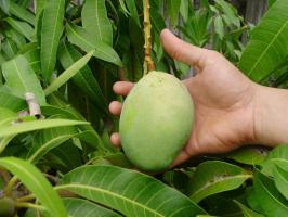 Cara menanam rumah mangga. belajar bersama