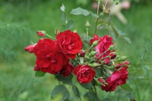 Kebun mawar Kanada yang baik untuk Rusia (terutama di daerah dingin)