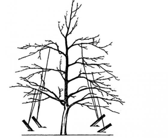 Skema bagaimana untuk mengikat cabang-cabang ke tanah