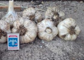 Apa yang dilarang untuk dilakukan ketika penanaman bawang putih, dan saran untuk membantu tumbuh bawang putih besar.