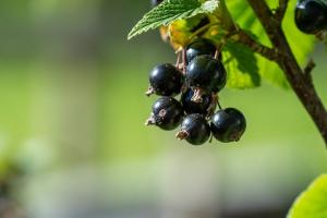 Musim gugur blackcurrant dan berpakaian, yang Anda mungkin tidak tahu