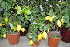 Bagaimana untuk tumbuh berbuah lemon dan jeruk dari batu