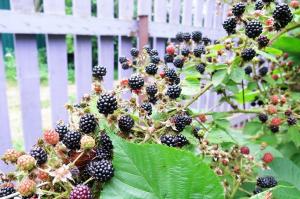 4 Rahasia "berry" blackberry