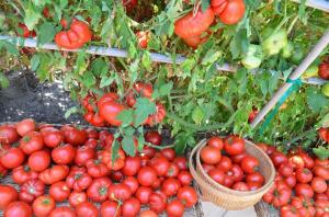 Daun yang lebih rendah, semakin tinggi hasil tomat (modus khusus pemupukan dan irigasi)