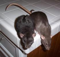 Metode yang efektif menyingkirkan tikus di dalam ruangan.