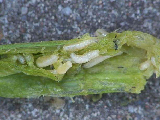 Larva bawang lalat tidak tahan garam