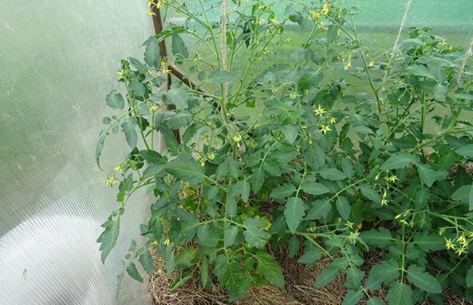 11 Juni 2019, Kursk. Dua semak tomat penentu dari satu jenis mikoriza dan tanpa hampir tidak berbeda.