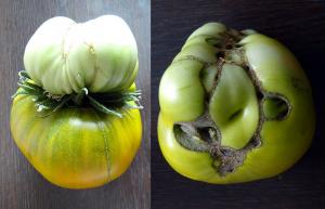 Kebenaran tentang bunga ganda dalam tomat, menghapus atau tidak