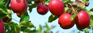 Apel pohon - teknisi pertanian dan biologi