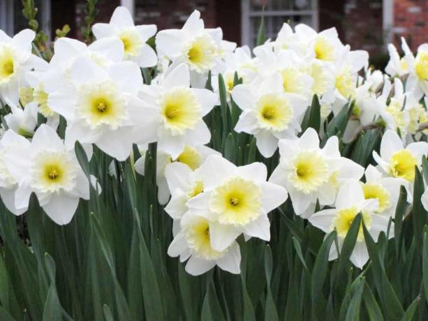 Bagi saya pribadi, daffodil - salah satu simbol 9 Mei Hari Kemenangan. Di sekolah, kami diberi sekelompok dari mereka veteran!