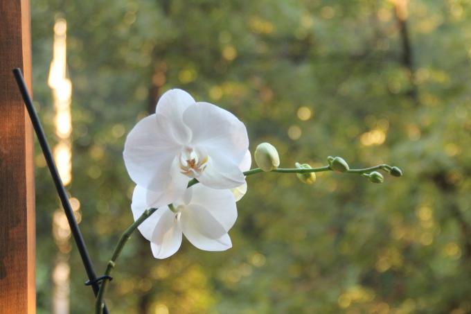 phalaenopsis putih saya musim panas ini mekar untuk pertama kalinya setelah pembelian. Jauhkan sebuah artikel pada halaman di jaringan sosial, agar tidak kalah dan untuk berbagi dengan teman-teman!