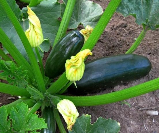 Jatuh tempo zucchini. Foto dari Internet