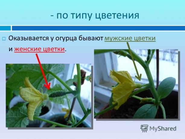 Contoh ilustrasi dari myshared.ru situs