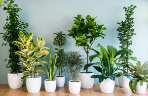 Pilihan tanaman indoor - di mana untuk memulai