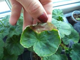 Top 5 Pelargonium penyakit dan pengobatan mereka