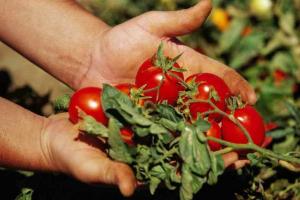 6 rahasia: tomat lezat, juicy dan besar